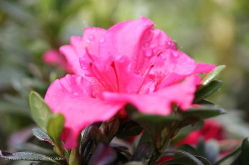 Hot Pink Bloom-A-Thon Azalea