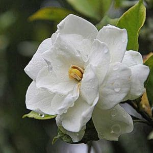 Gardenia BuyEvergreenShrubs.com