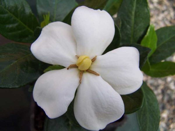 Gardenia Flower | BuyEvergreenShrubs.com