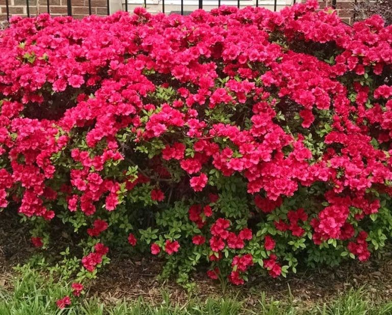 Azalea Shrubs For Sale | Compare Best Prices